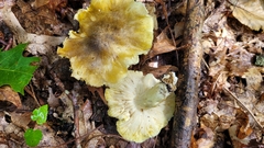 Tricholoma sejunctum
