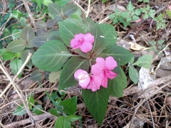 Impatiens walleriana