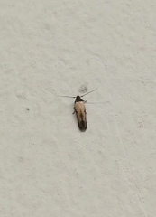 Gisilia thoracista