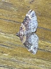 Xanthorhoe ferrugata