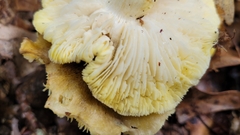 Tricholoma sejunctum