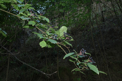 Cornus sanguinea australis