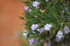 Eremophila freelingii