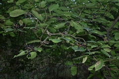 Cornus sanguinea australis