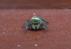 Hasarius adansoni