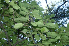Cornus sanguinea australis