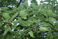 Cornus sanguinea australis