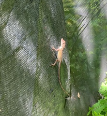 Anolis lineatopus