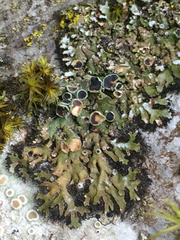Physconia americana