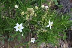 Oziroe biflora