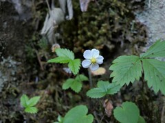 Fragaria vesca bracteata