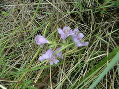 Penstemon eriantherus