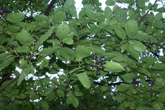 Cornus sanguinea australis