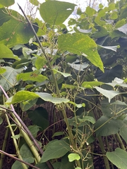 Reynoutria japonica