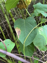 Reynoutria japonica