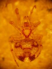 Simitidion simile
