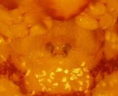 Simitidion simile