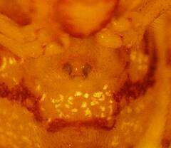 Simitidion simile