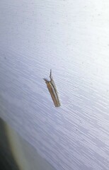 Crambus praefectellus