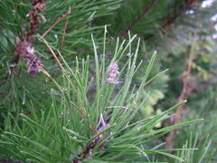 Simitidion simile