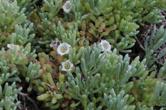 Nolana crassulifolia
