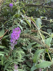 Buddleja davidii