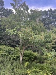 Paulownia tomentosa