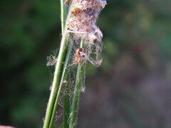 Simitidion simile