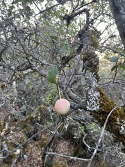 Andricus quercuscalifornicus