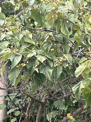Paulownia tomentosa
