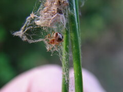 Simitidion simile