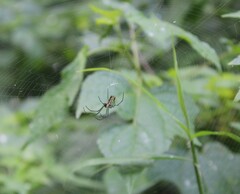 Leucauge