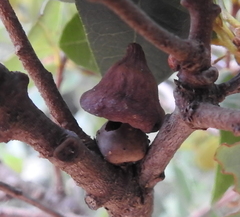 Heteroecus sanctaeclarae