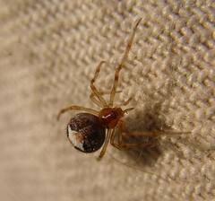 Simitidion simile