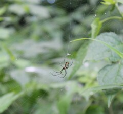 Leucauge
