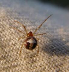 Simitidion simile