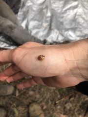 Paropsisterna nobilitata