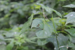 Leucauge