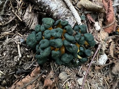 Leotia viscosa