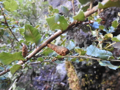 Heteroecus melanoderma