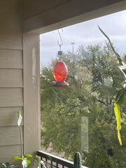 Archilochus alexandri