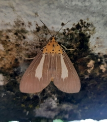 Asota
