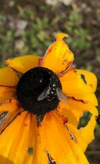 Oestroidea