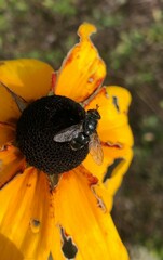 Oestroidea