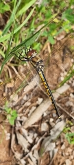 Hemicordulia tau
