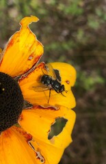 Oestroidea