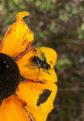 Oestroidea