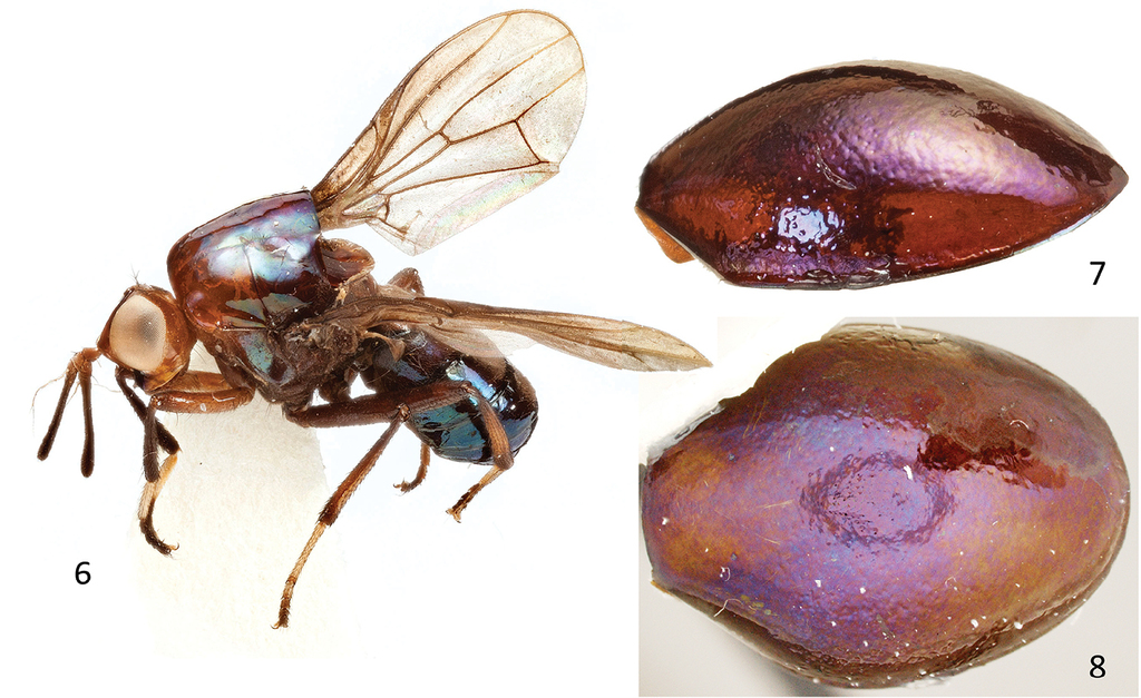 Atopocelyphus ruficollis