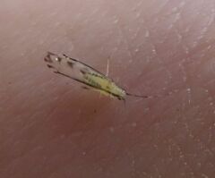 Eucallipterus tiliae
