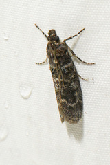 Ortholepis pasadamia
